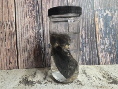 Black Domestic Chick Wet Specimen (#2)