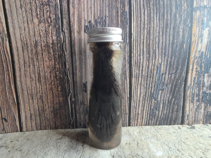 Red Fox Paw Wet Specimen