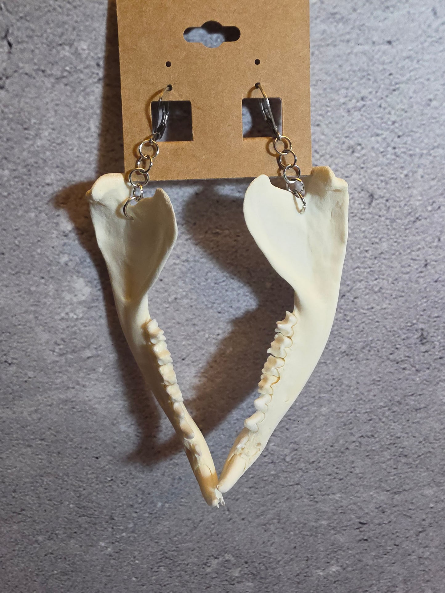 Virginia Opossum Jawbone Earrings