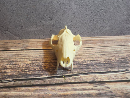 Imperfect Virgina Opossum Skull (SM Upper)