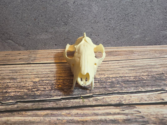 Imperfect Virgina Opossum Skull (SM Upper)