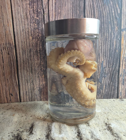 Octopus Wet Specimen (Pathological, Silver Lid Lg)