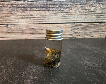 Quail Head Wet Specimen Vial