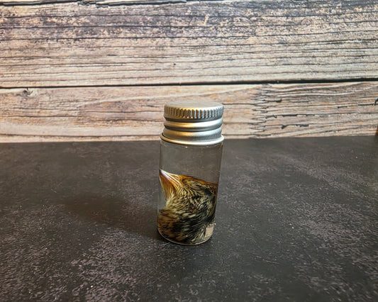 Quail Head Wet Specimen Vial