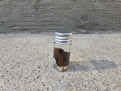 Little Squirrel Ear Wet Specimen Vial