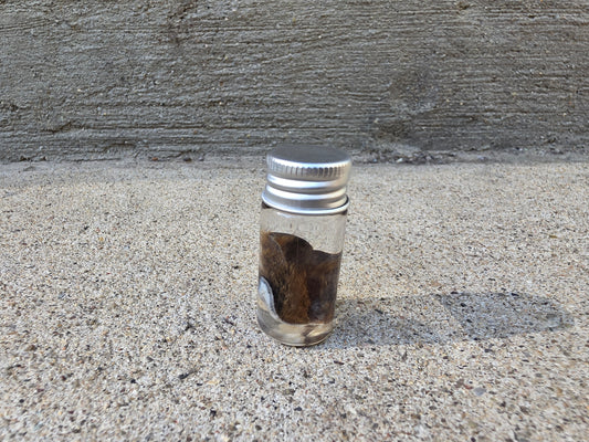 Little Squirrel Ear Wet Specimen Vial