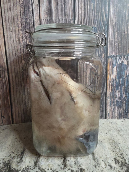 Virginia Opossum Head Wet Specimen (#3)