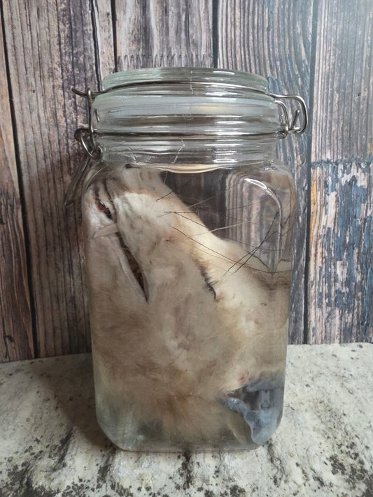 Virginia Opossum Head Wet Specimen (#3)