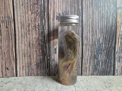 Wild Rabbit Paw Wet Specimen