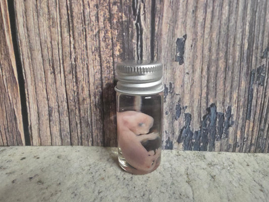 Domestic Cat Fetus Wet Specimen (25-28 Days Old) (#1)