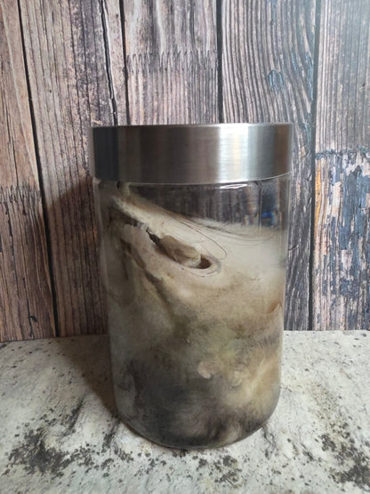 Virginia Opossum Head Wet Specimen (#4)