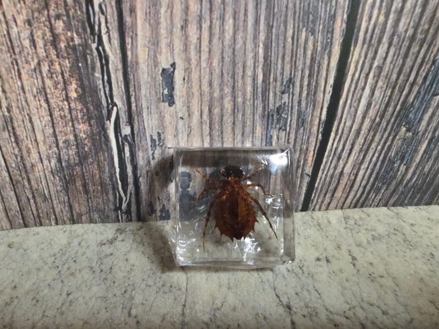 Dragonfly Nymph (Resin Encased)