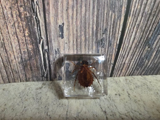 Dragonfly Nymph (Resin Encased)