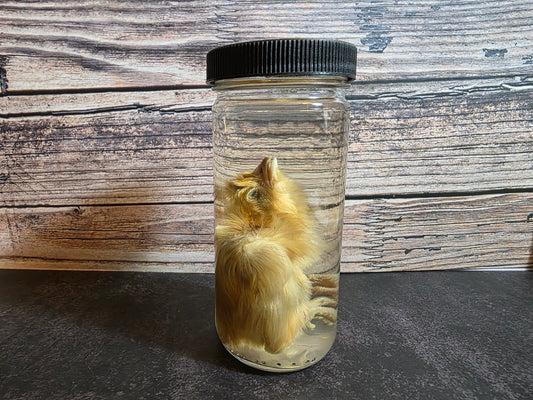 Domestic Chick Wet Specimen