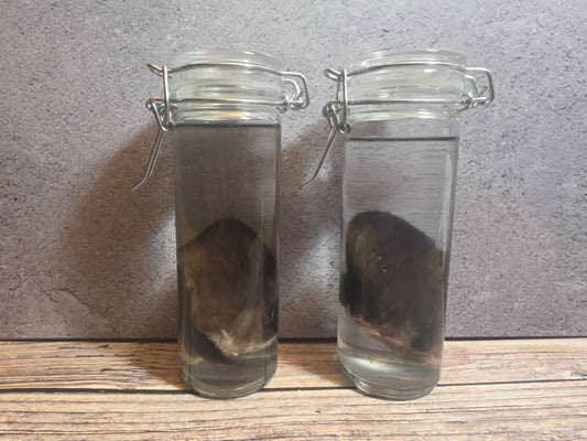 Black Cat Ear Wet Specimen