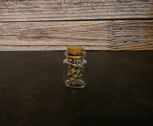 Paper Wasp Nest Curio Vial