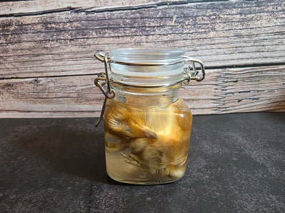 Domestic Chick Wet Specimen (Curled)