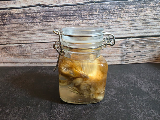 Domestic Chick Wet Specimen (Curled)