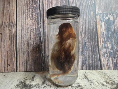 Red Domestic Chick Wet Specimen (#1)
