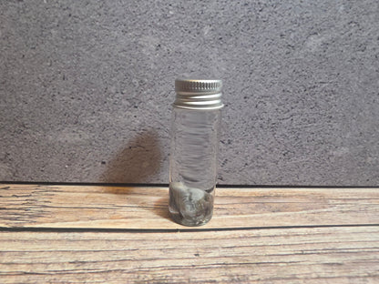 Tuxedo Kitten Eyeball Wet Specimen