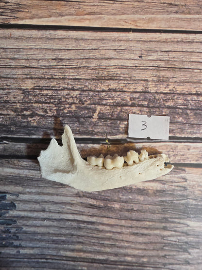 Craft Grade Raccoon Jawbone