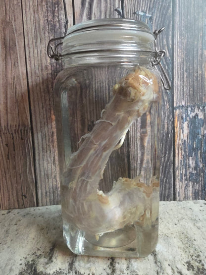 'Sasquatch's Prize Possession' Gaff Cryptid Penis Wet Specimen