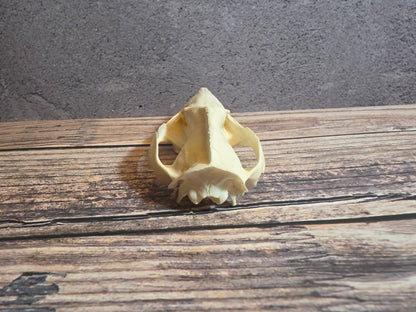Imperfect Virgina Opossum Skull (SM Upper)