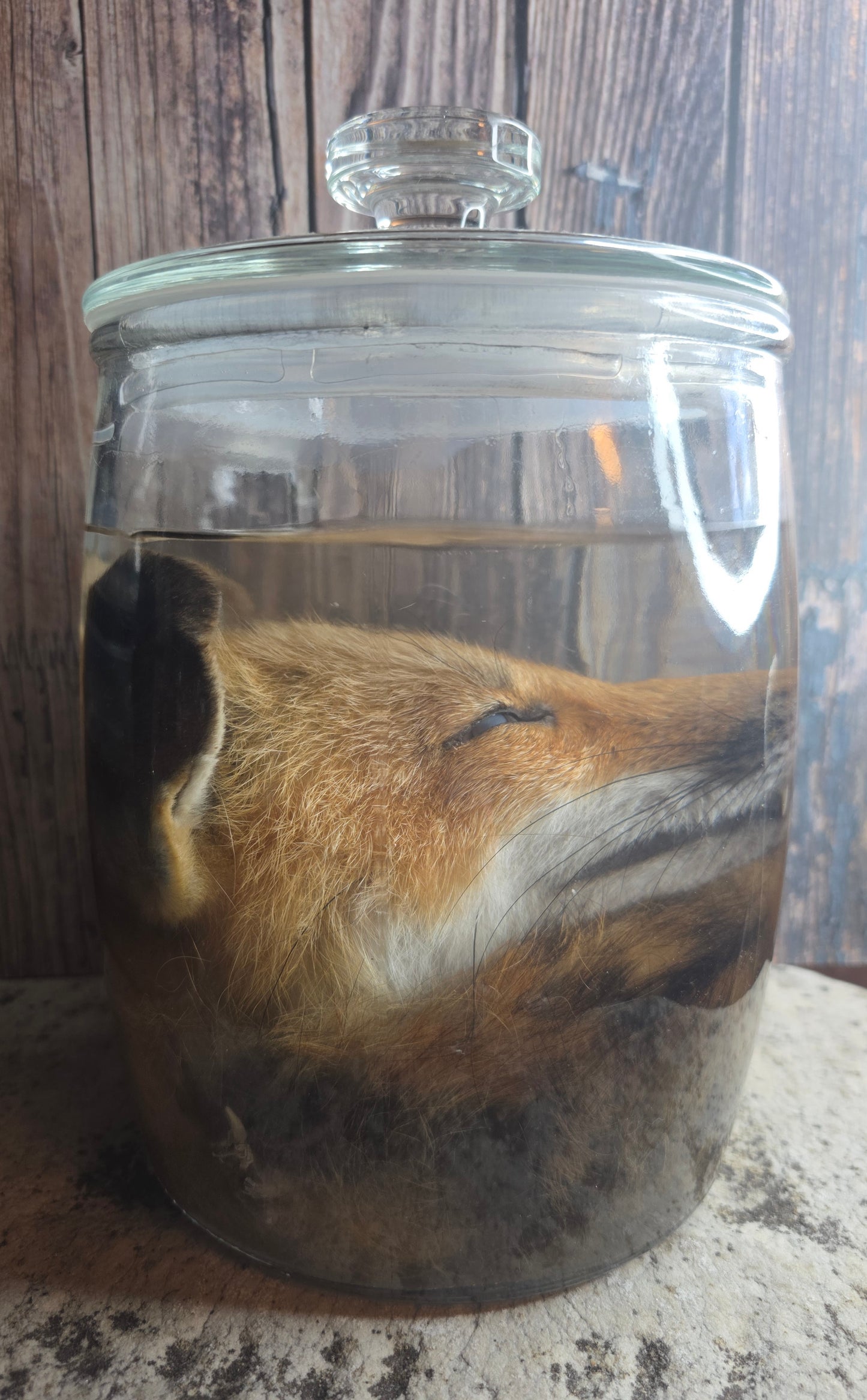 Red Fox Head & Tail Wet Specimen