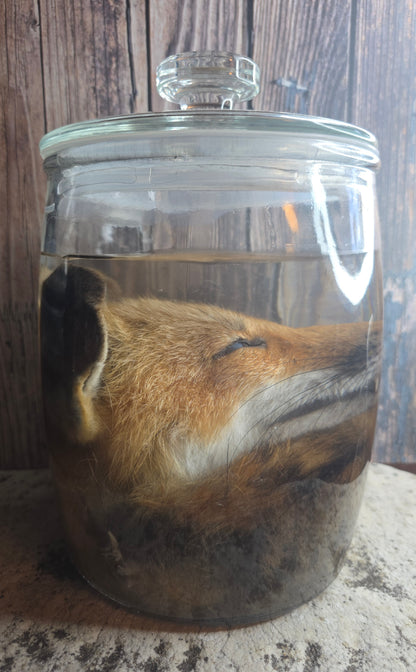 Red Fox Head & Tail Wet Specimen