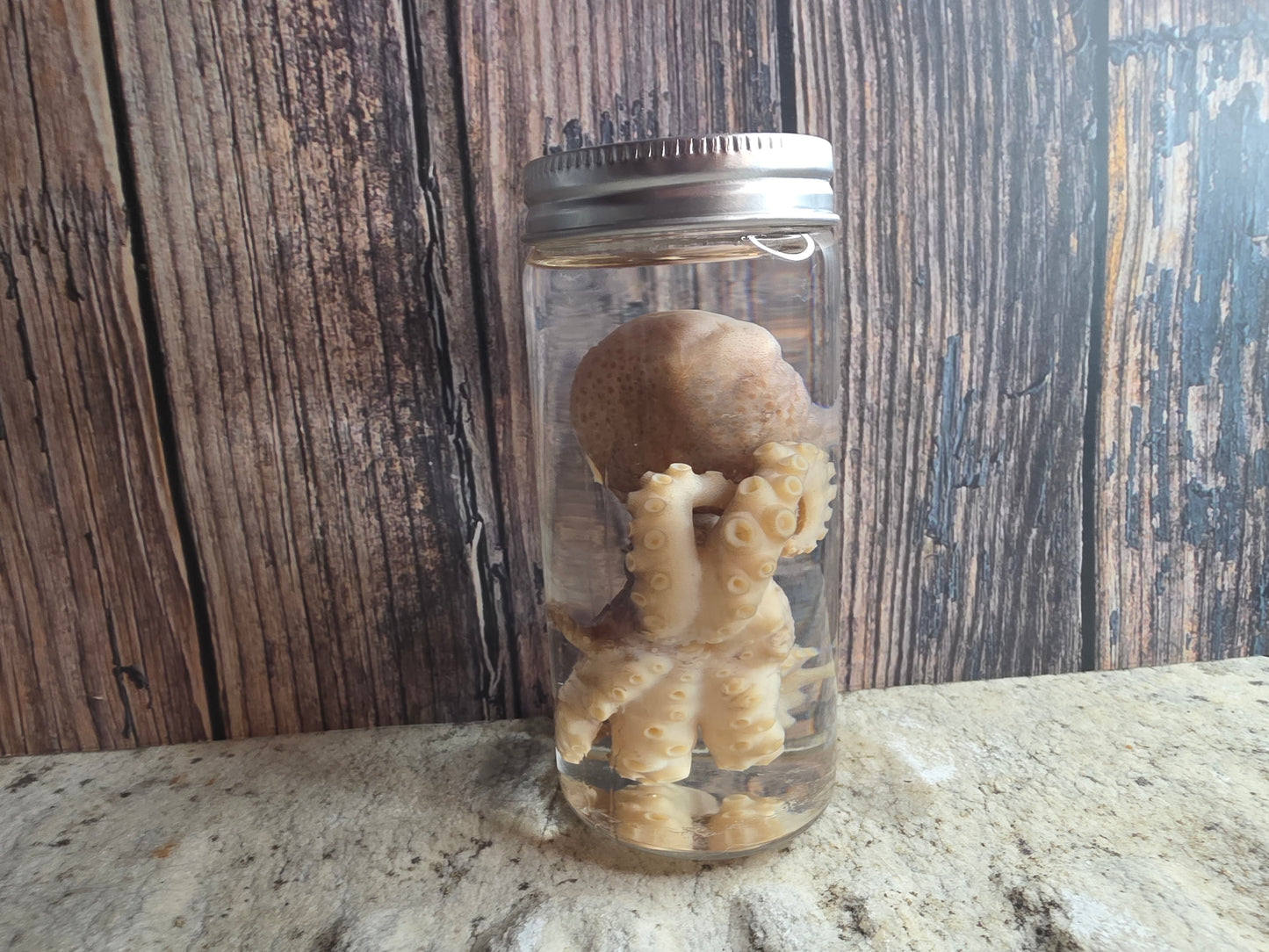 Octopus Wet Specimen (Pathological, Silver Lid Sm)