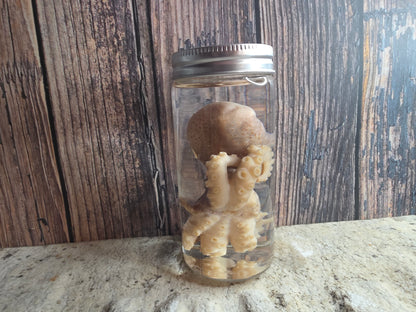 Octopus Wet Specimen (Pathological, Silver Lid Sm)