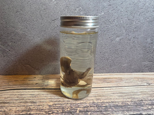 Octopus Wet Specimen (Sm #1)