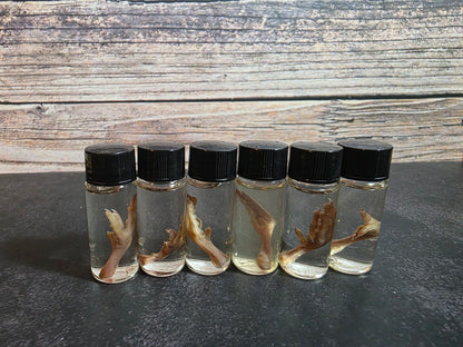Tiny Quail Foot Curio Vial