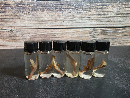 Tiny Quail Foot Curio Vial
