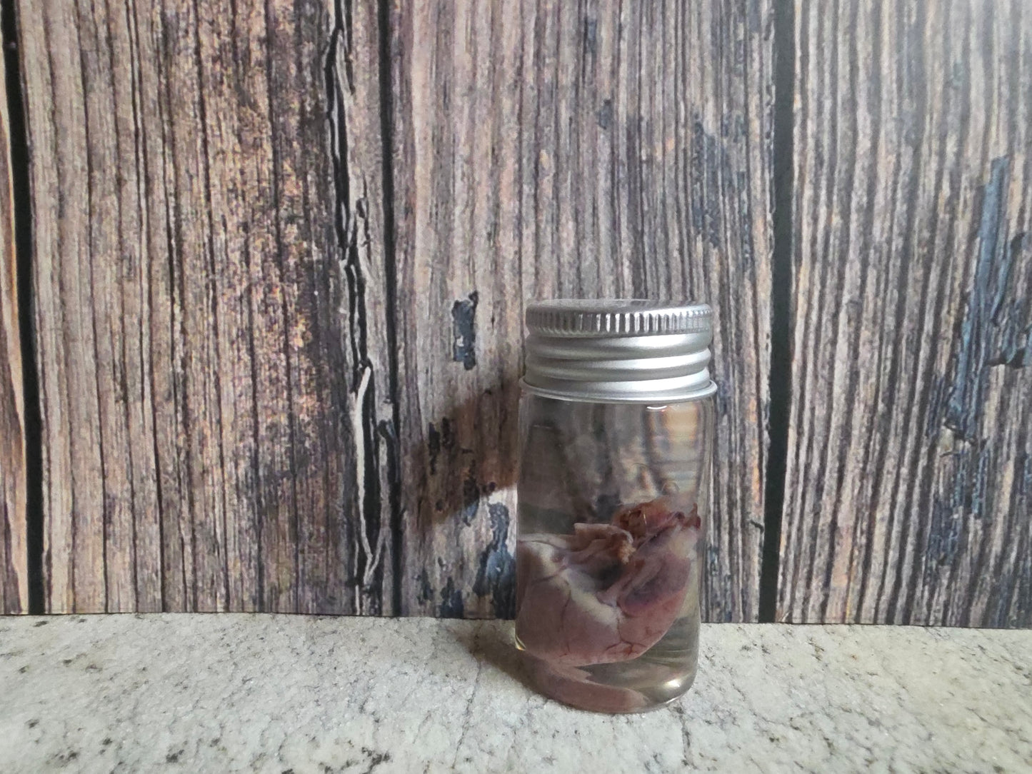 Wild Rabbit Heart Wet Specimen