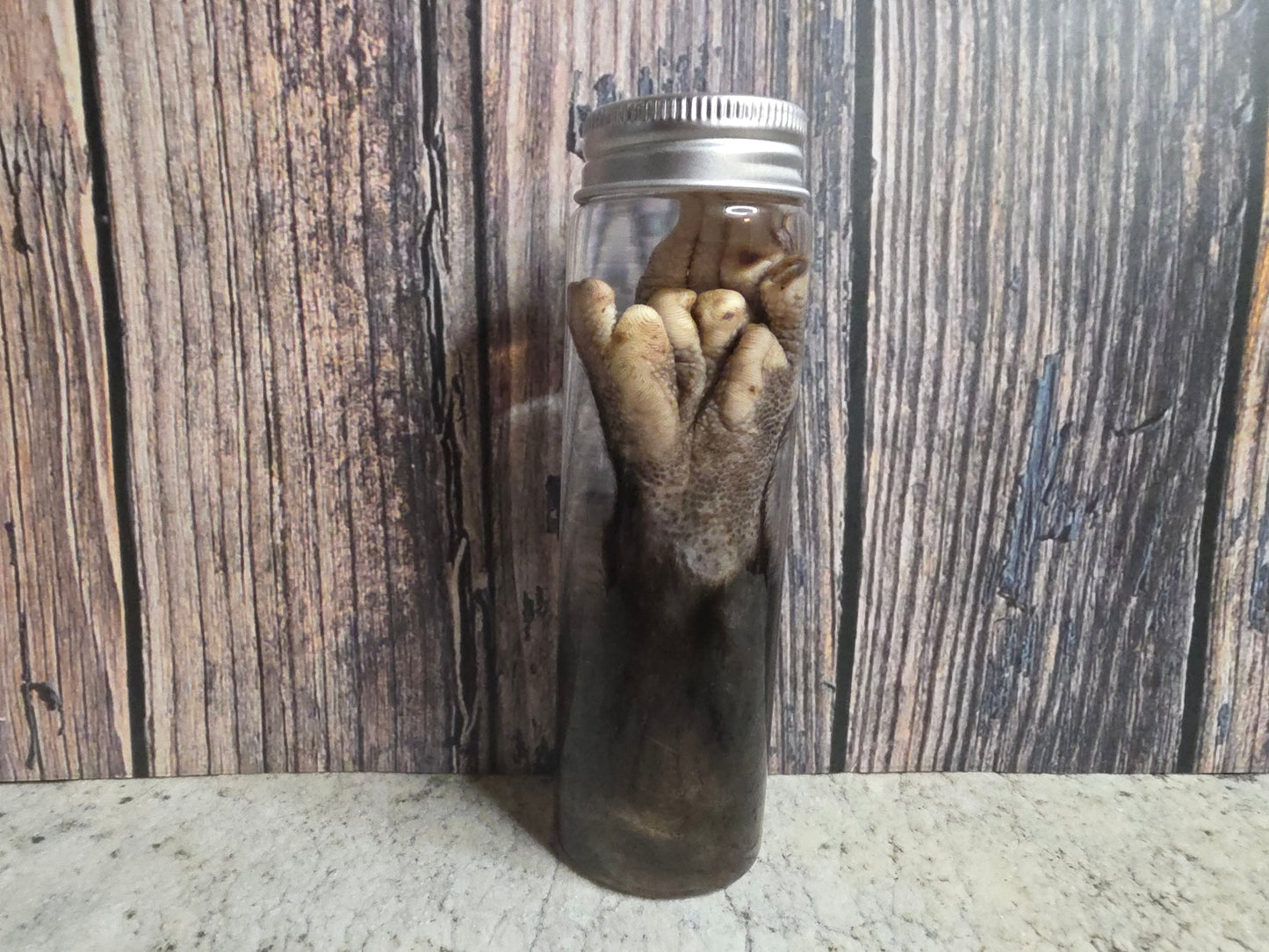 Virginia Opossum Back Paw Wet Specimen