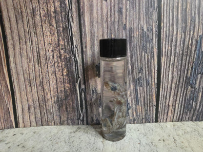 Gecko Wet Specimen (#4)