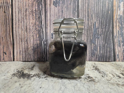 Black Domestic Chick Wet Specimen (Curled)