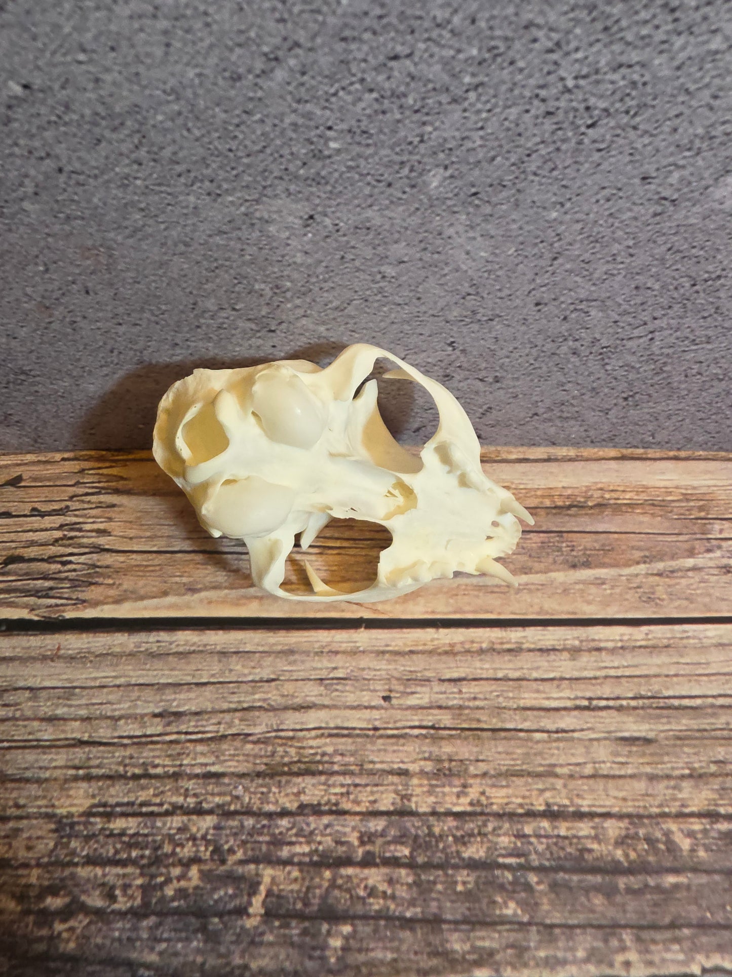 Domestic Cat Skull (Upper Half)
