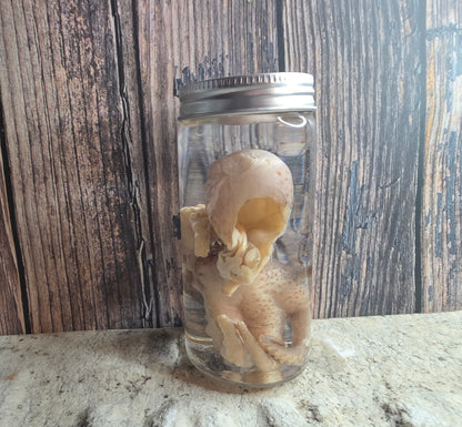 Octopus Wet Specimen (Pathological, Silver Lid Sm)