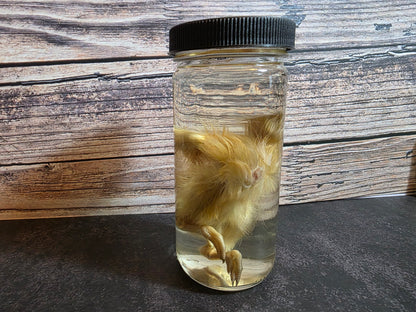 'Don't Lose Your Head' Domestic Headless Chick Wet Specimen