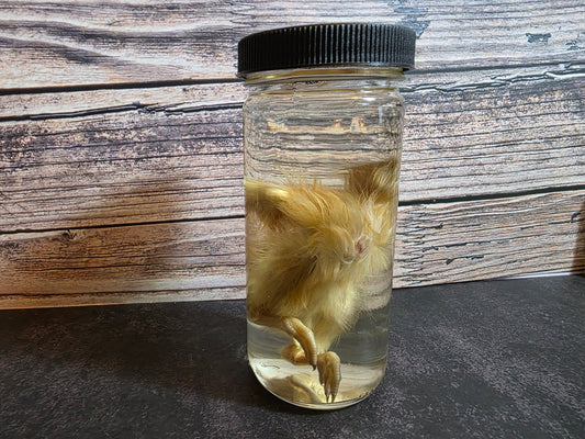 'Don't Lose Your Head' Domestic Headless Chick Wet Specimen