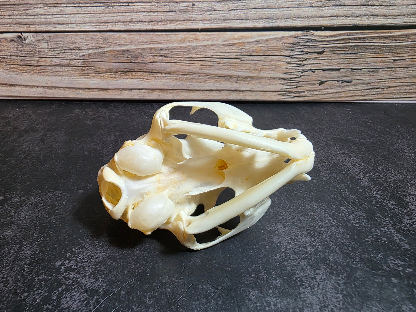 Domestic Cat Skull