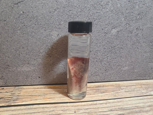 Black Cat Tongue Wet Specimen