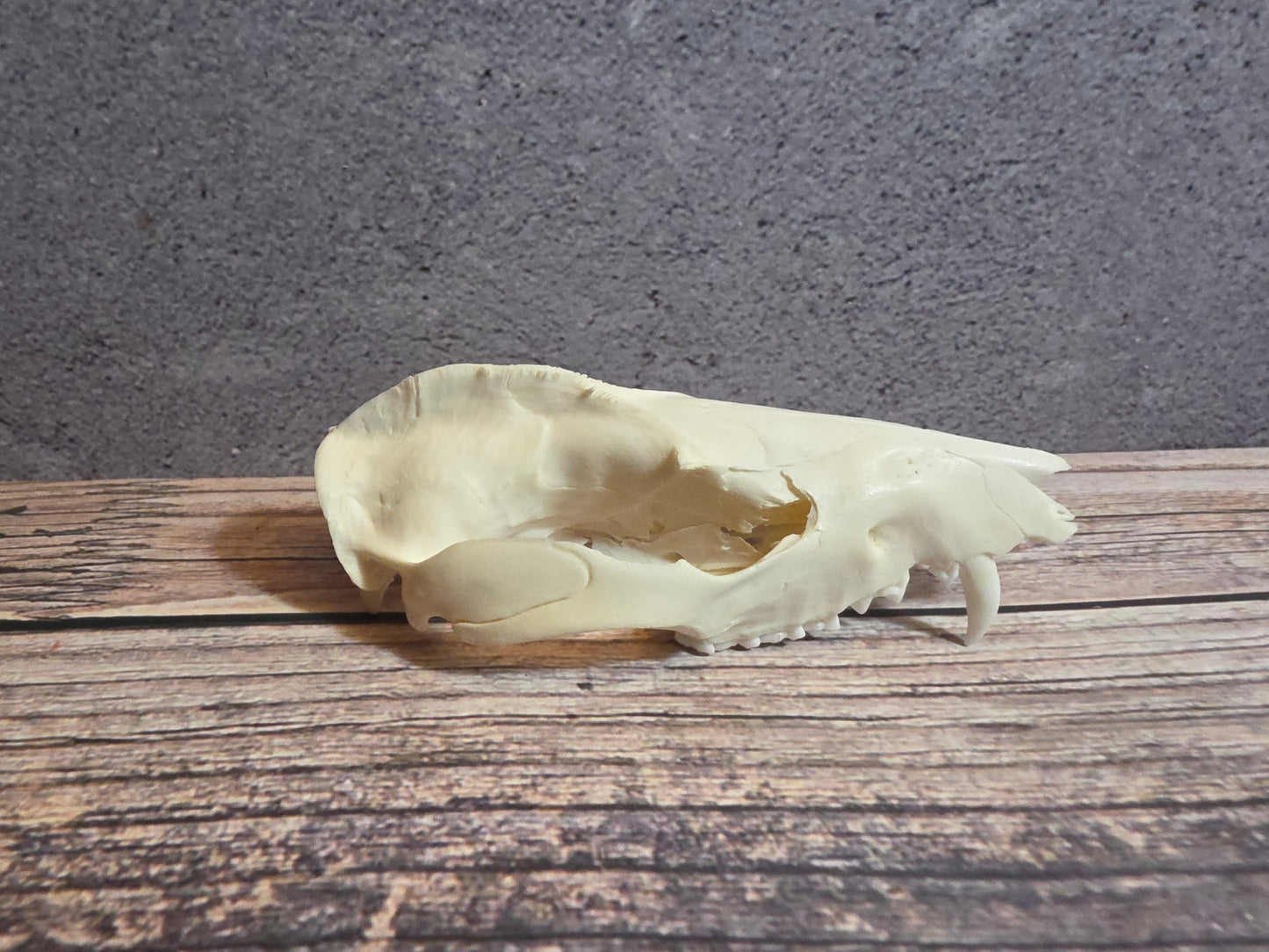 Imperfect Virgina Opossum Skull (SM Upper)