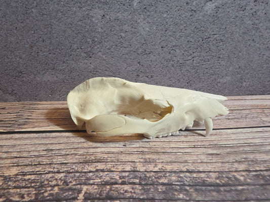 Imperfect Virgina Opossum Skull (SM Upper)