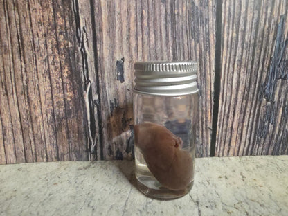 Imperfect Black Cat Kidney Wet Specimen