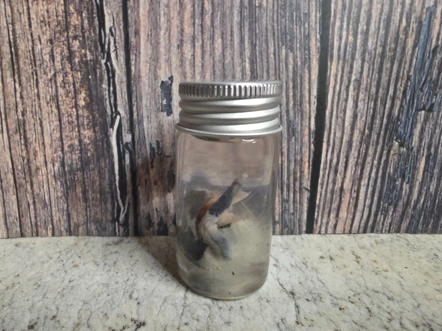Imperfect Virginia Opossum Testicles Wet Specimen (#2)