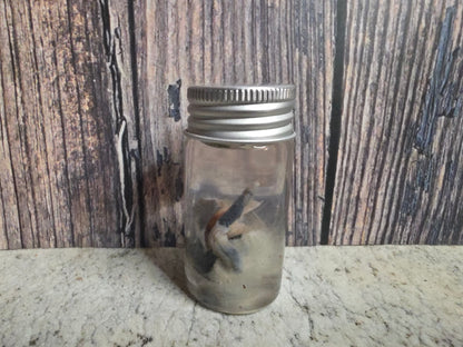 Imperfect Virginia Opossum Testicles Wet Specimen (#2)