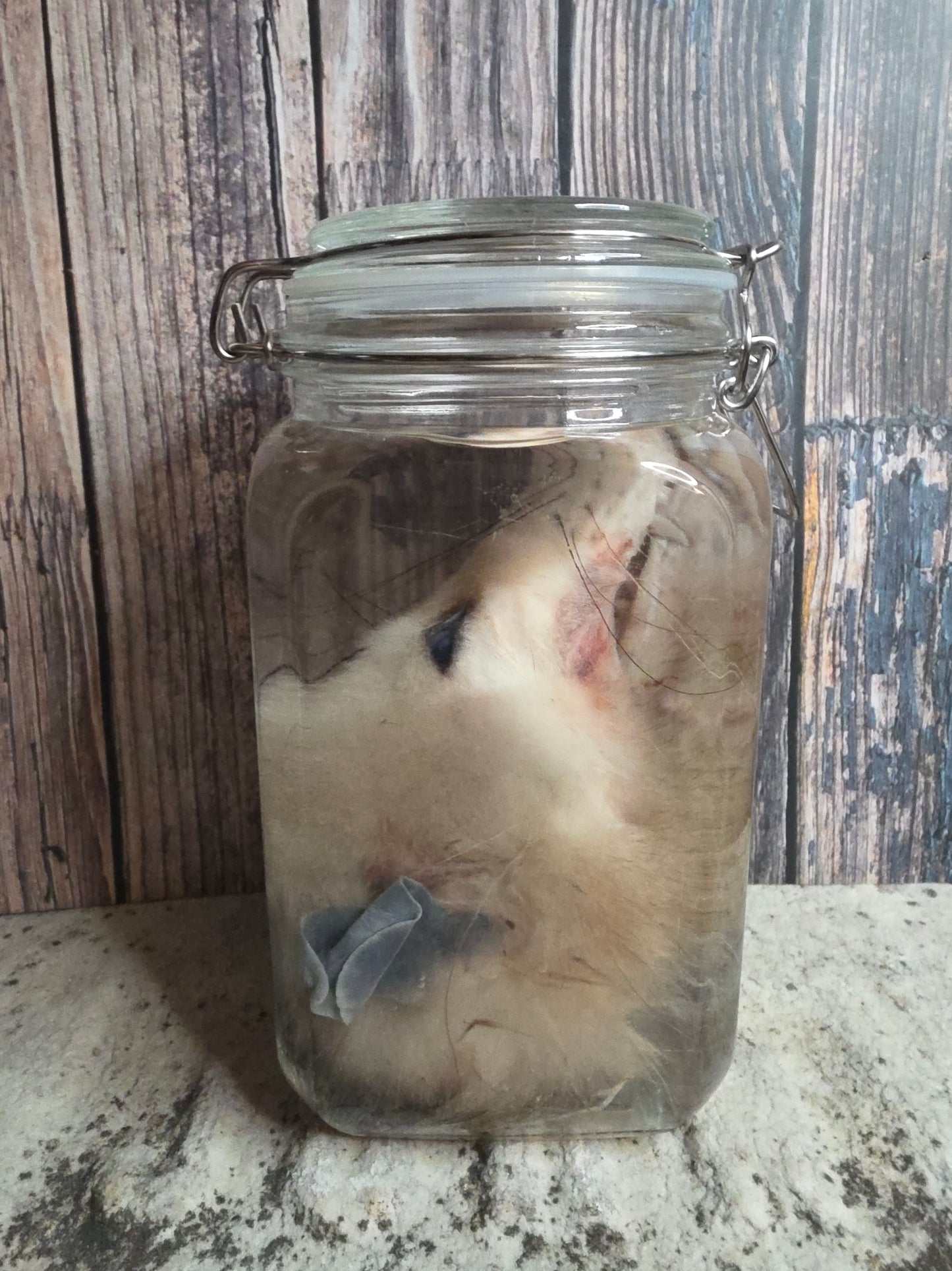 Virginia Opossum Head Wet Specimen (#3)